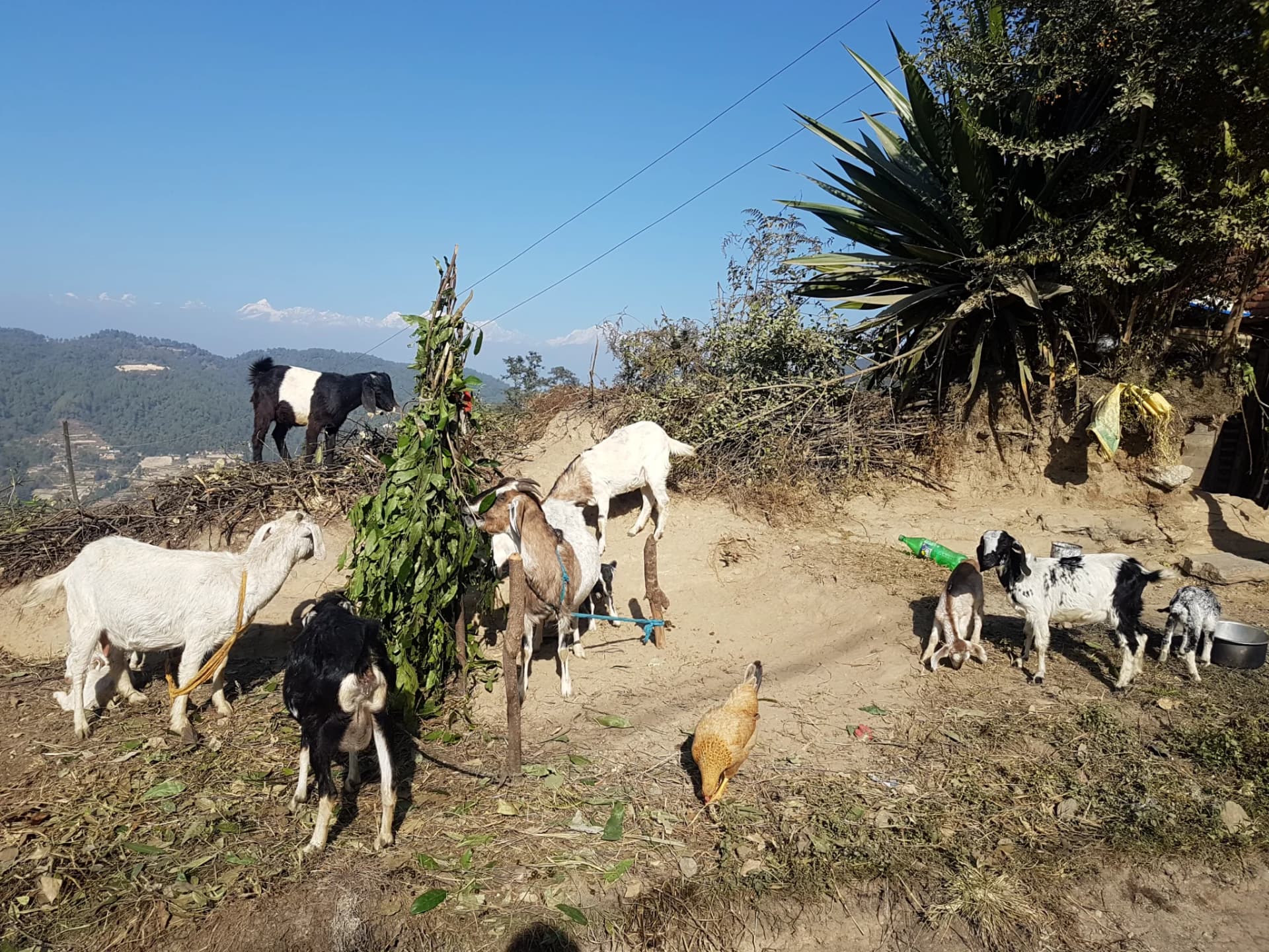 Changunarayan Nagarkot Hike