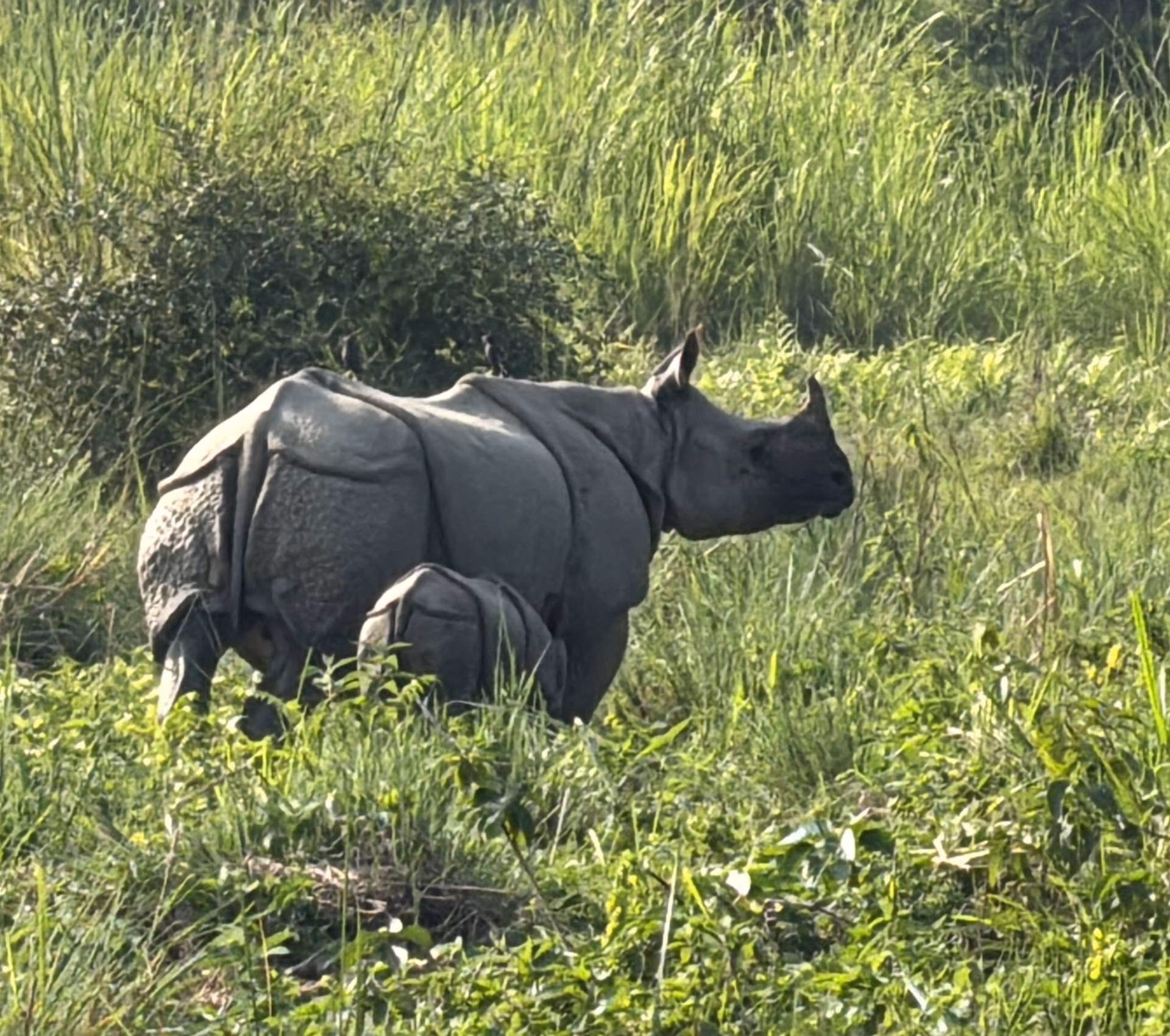 Nepal Heritage Sites & Wildlife Odyssey (9 Nights / 10 Days)