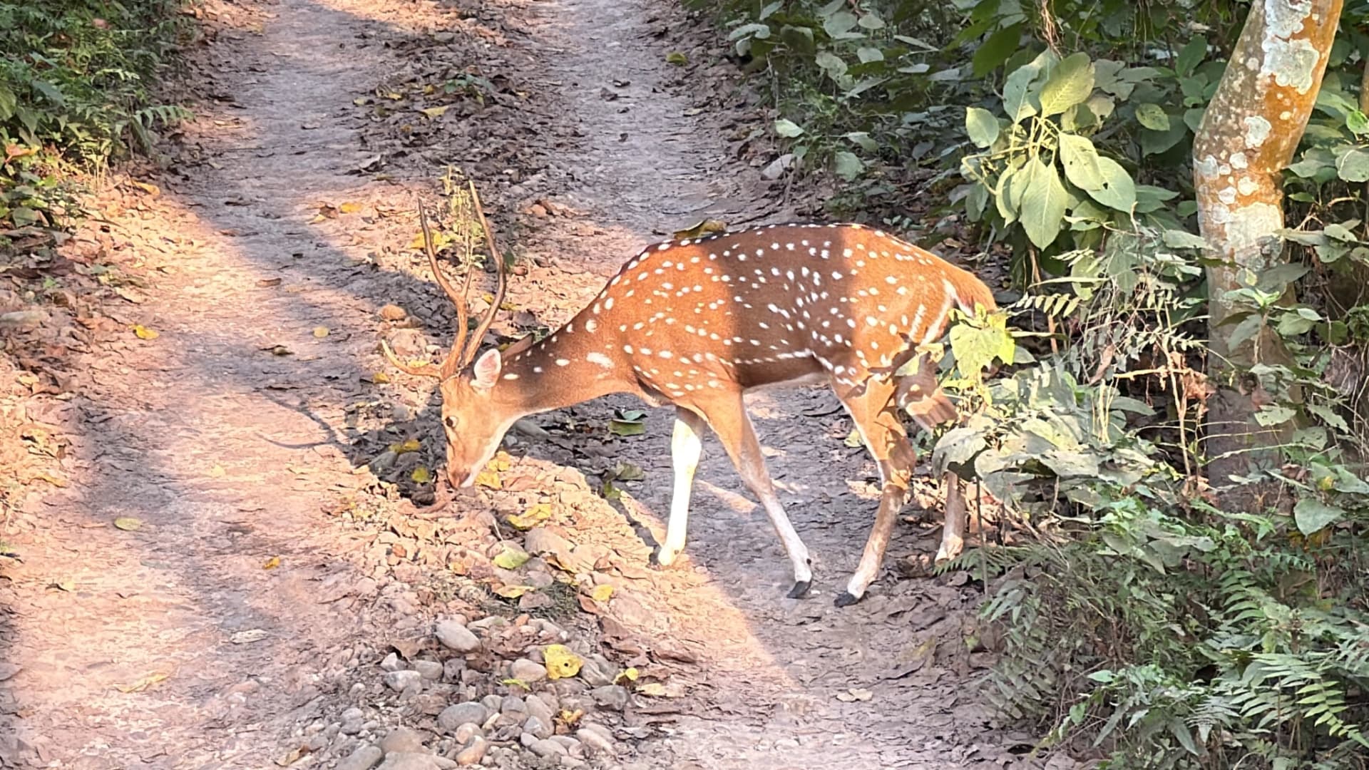 Nepal Heritage Sites & Wildlife Odyssey (9 Nights / 10 Days)