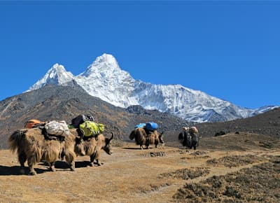 Yaks to amadablam bc