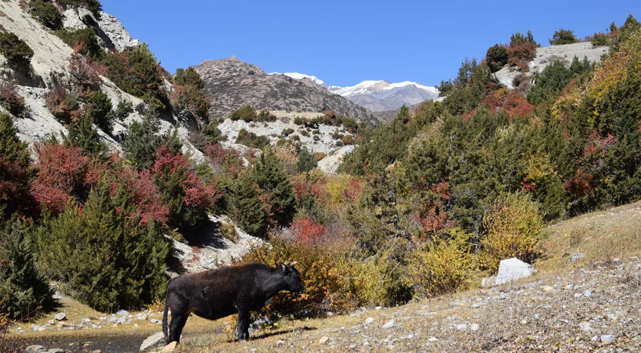 Annapurna Circuit Trek via Titi Lake and Poon Hill (2)